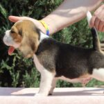 Nixon-male-Beagle-puppy-for-sale-4