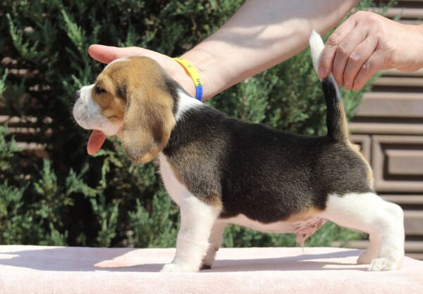 Nixon Beagle Nixon Beagle