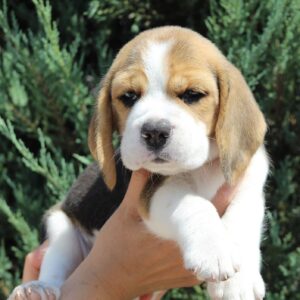 Nixon Beagle Nixon Beagle