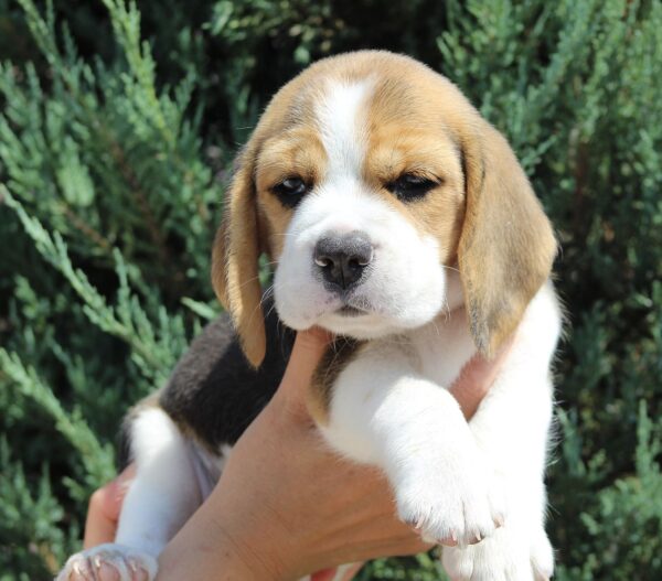 Nixon Beagle Nixon Beagle