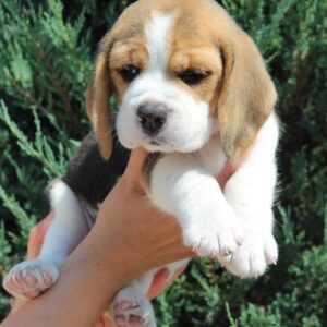 Nixon Beagle Nixon Beagle