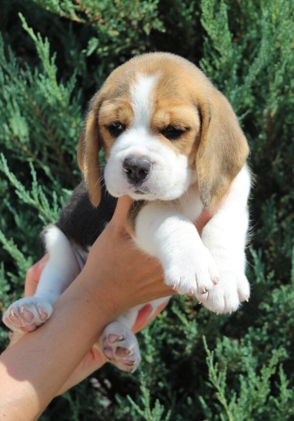 Nixon Beagle Nixon Beagle