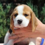 Noelle-female-Beagle-puppy-for-sale-1