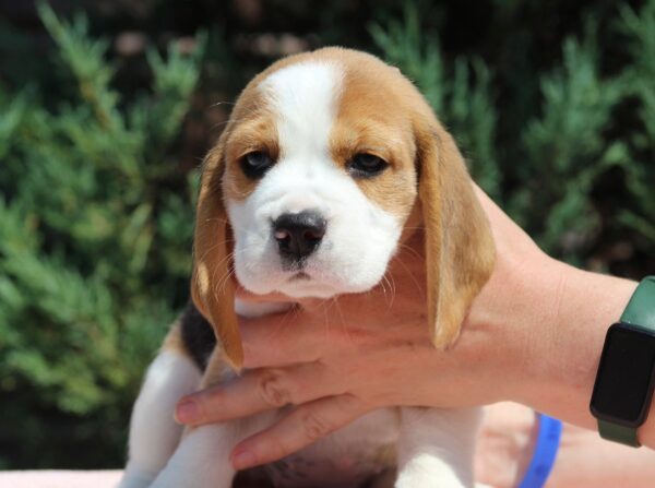 Noelle Beagle Noelle Beagle