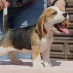 Noelle-female-Beagle-puppy-for-sale-2