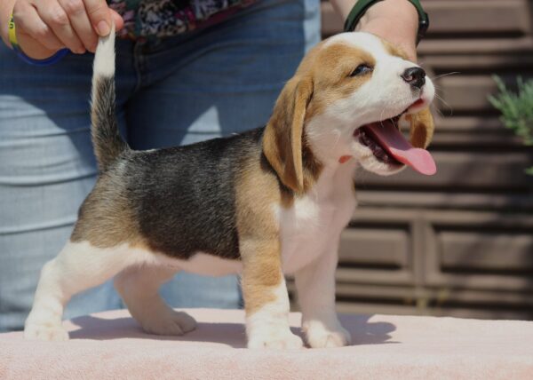 Noelle Beagle Noelle Beagle