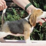 Noelle-female-Beagle-puppy-for-sale-3