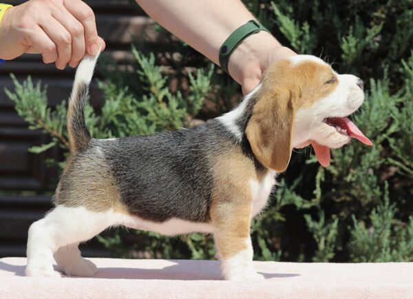Noelle Beagle Noelle Beagle