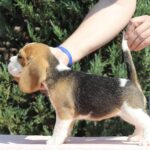 Noelle-female-Beagle-puppy-for-sale-4