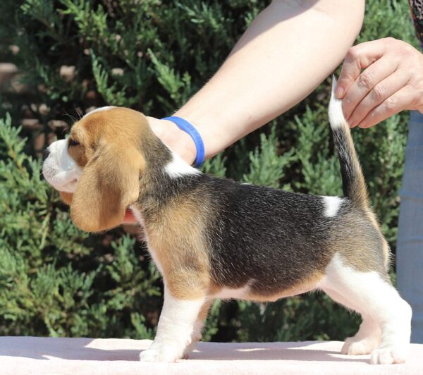 Noelle Beagle Noelle Beagle