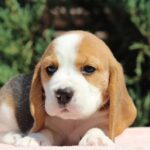 Noelle-female-Beagle-puppy-for-sale-5