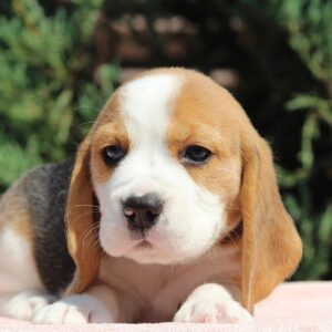 Noelle Beagle Noelle Beagle