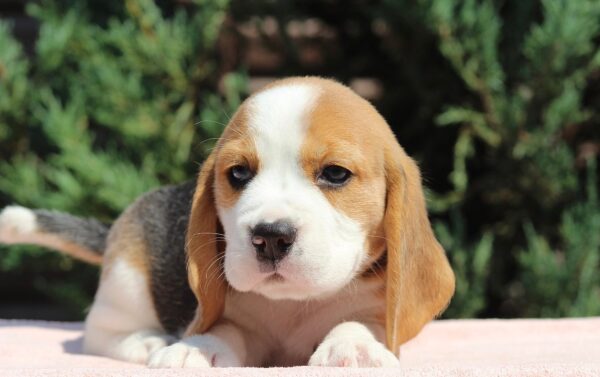 Noelle Beagle Noelle Beagle