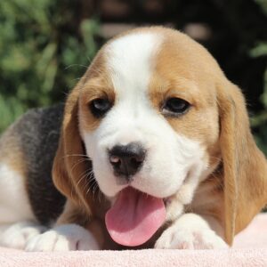 Noelle Beagle Noelle Beagle