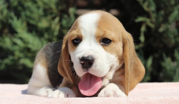 Noelle Beagle Noelle Beagle