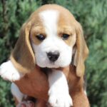 Noelle-female-Beagle-puppy-for-sale-7