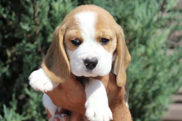 Noelle Beagle Noelle Beagle