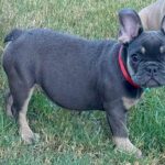 Nora-female-french-bulldog-puppy-for-sale- (1)