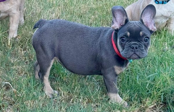 Nora French Bulldog Nora French Bulldog