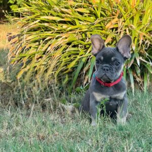 Nora French Bulldog Nora French Bulldog
