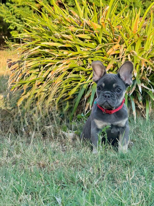 Nora French Bulldog Nora French Bulldog