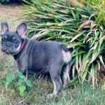 Nora-female-french-bulldog-puppy-for-sale- (3)