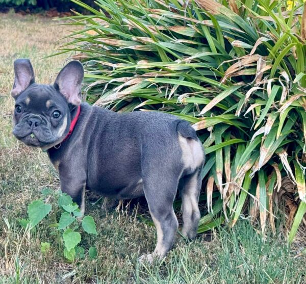 Nora French Bulldog Nora French Bulldog