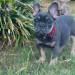 Nora-female-french-bulldog-puppy-for-sale- (4)