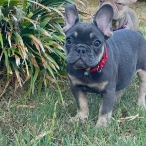Nora French Bulldog Nora French Bulldog