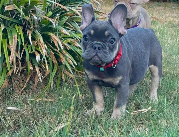 Nora French Bulldog Nora French Bulldog