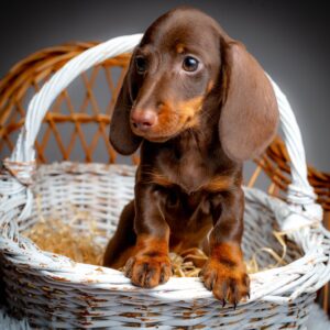 Norah Miniature Dachshund Norah Miniature Dachshund