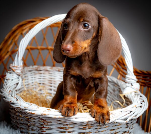 Norah Miniature Dachshund Norah Miniature Dachshund