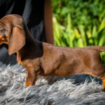 Norah-female-miniature-dachshund-puppy-for-sale- (1)