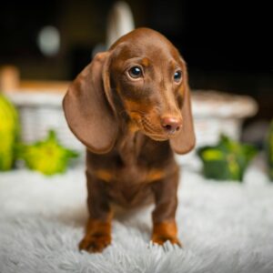 Norah Miniature Dachshund Norah Miniature Dachshund