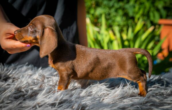 Norah Miniature Dachshund Norah Miniature Dachshund