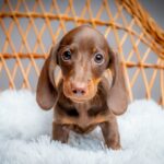Norah-female-miniature-dachshund-puppy-for-sale- (2)