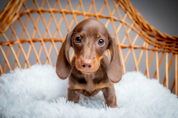 Norah Miniature Dachshund Norah Miniature Dachshund