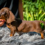 Norah-female-miniature-dachshund-puppy-for-sale- (2)