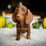 Norah-female-miniature-dachshund-puppy-for-sale- (2)