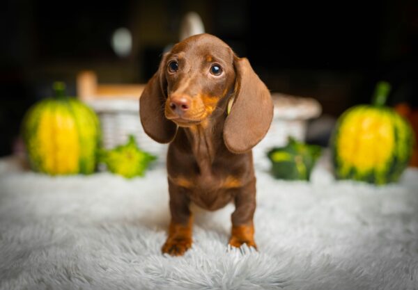 Norah Miniature Dachshund Norah Miniature Dachshund