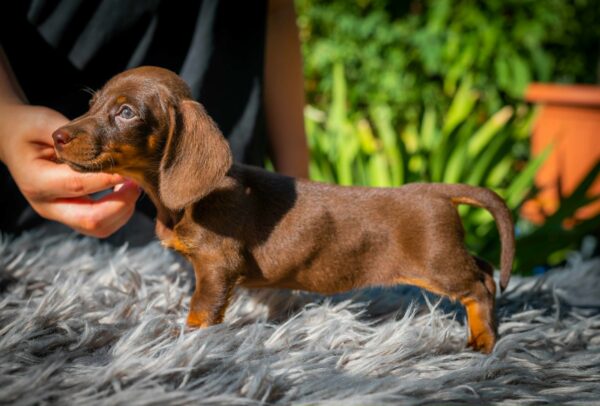 Norah Miniature Dachshund Norah Miniature Dachshund