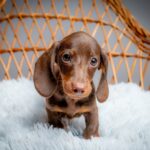 Norah-female-miniature-dachshund-puppy-for-sale- (3)