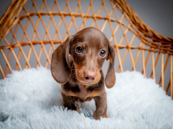 Norah Miniature Dachshund Norah Miniature Dachshund