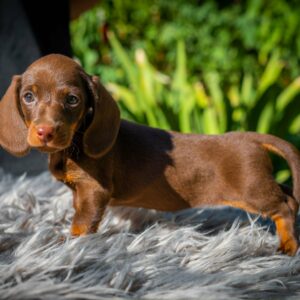 Norah Miniature Dachshund Norah Miniature Dachshund