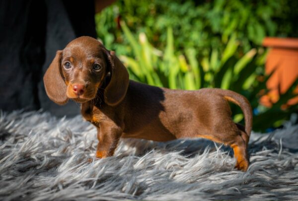 Norah Miniature Dachshund Norah Miniature Dachshund