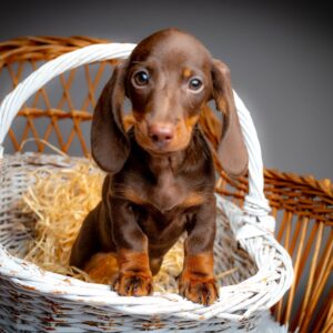 Norah Miniature Dachshund Norah Miniature Dachshund