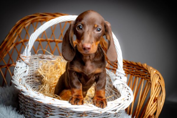 Norah Miniature Dachshund Norah Miniature Dachshund