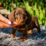 Norah-female-miniature-dachshund-puppy-for-sale- (4)