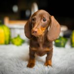Norah-female-miniature-dachshund-puppy-for-sale- (4)