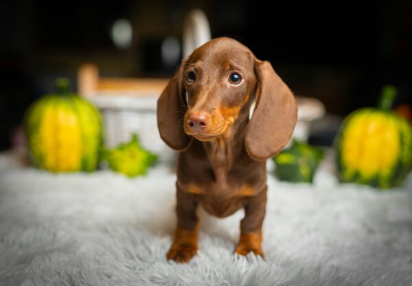 Norah Miniature Dachshund Norah Miniature Dachshund